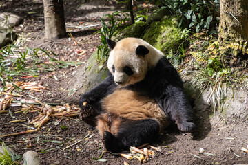 Giant panda, Panda Valley, Chengdu, Sichuan province, China