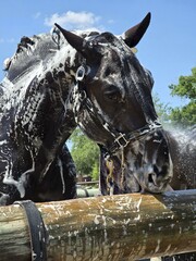 Horse Sky Plant Water Eye Working animal