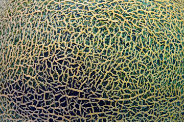 Cantaloupe background and texture, close up