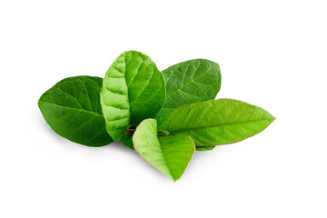 green guava leaves for herbal tea isolated,cutout in transparent background,png format