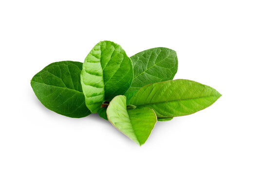 green guava leaves for herbal tea isolated,cutout in transparent background,png format