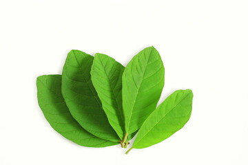 green guava leaves for herbal tea isolated in white background