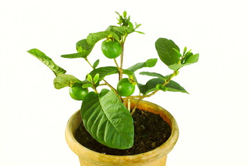 green guava fruit on plant in pot isolated in white background