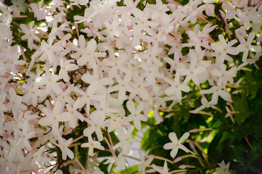 羽衣ジャスミン」の写真素材 | 93件の無料イラスト画像 | Adobe Stock