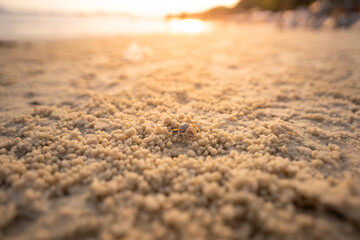 Close-up of a hermit crab on sandy beach with golden sunset in the background