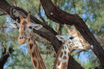 A portrait of the couple of giraffes