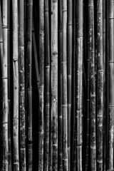 An artistic portrayal of a dense bamboo forest, with the slender stalks forming vertical lines that converge towards the top of the frame, in black and white tone