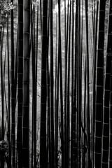 An artistic portrayal of a dense bamboo forest, with the slender stalks forming vertical lines that converge towards the top of the frame, in black and white tone