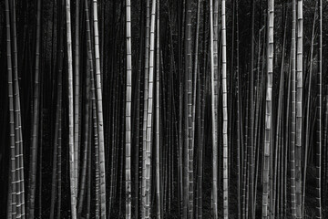 An artistic portrayal of a dense bamboo forest, with the slender stalks forming vertical lines that converge towards the top of the frame, in black and white tone