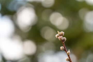 春を待つ梅の蕾
