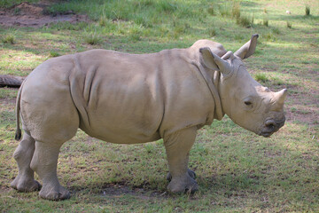 A baby of the white rhinoceros, white rhino or square-lipped rhinoceros (Ceratotherium simum in Latin)