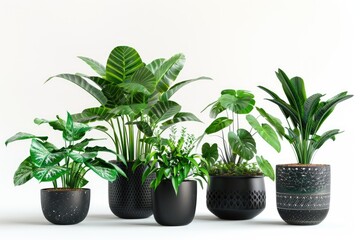 Obraz premium Collection of potted indoor houseplants in black decorated pots.
