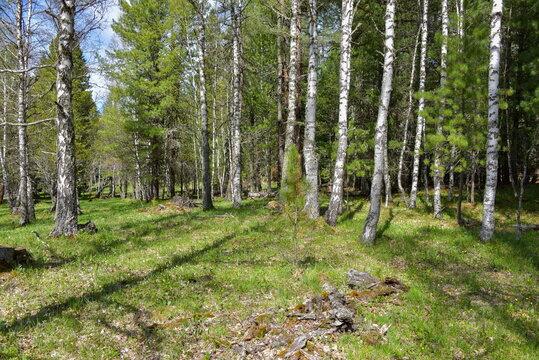 Forest of Birches and Pines, on a sunny day.