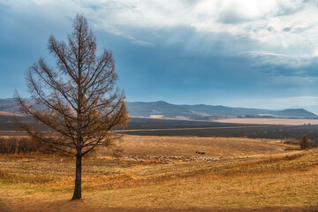 Obraz premium Autumn natural scenery of Aershan in Hulunbuir, Inner Mongolia, China