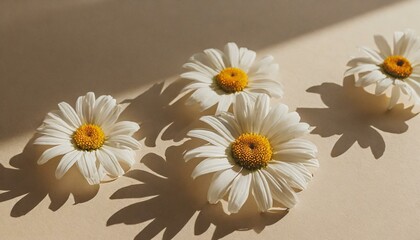 daisies flower, daisy, nature, chamomile, plant, white, spring, camomile, summer, flowers