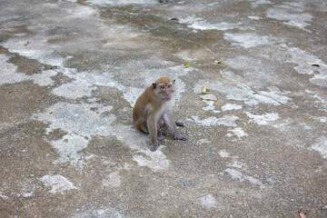 The monkey is sitting on the cement floor looking at the camera.