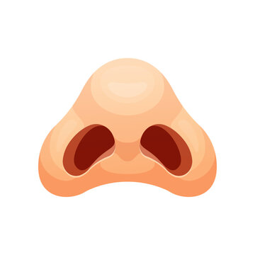 Human nostril vector isolated. Nose in bottom view.