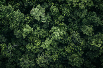 Aerial view of the intricate patterns of a dense forest canopy, with the interlocking branches and foliage forming a mesmerizing minimalist composition