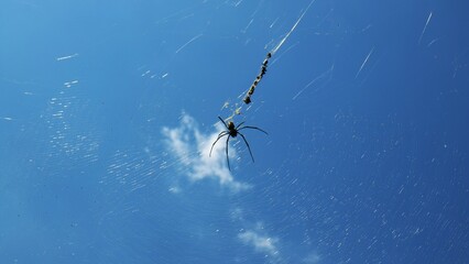 Spider at clear sky photo