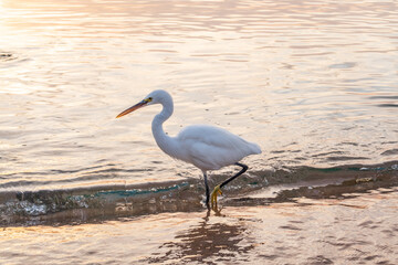 Great egret (Ardea alba), a medium-sized white heron fishing on the sea beach