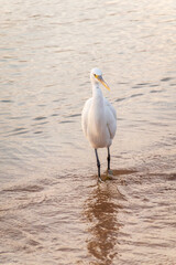 Great egret (Ardea alba), a medium-sized white heron fishing on the sea beach