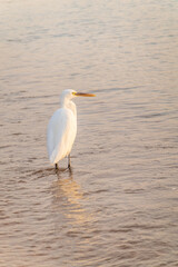 Great egret (Ardea alba), a medium-sized white heron fishing on the sea beach