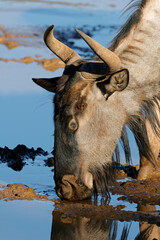Portrait of a blue wildebeest (Connochaetes taurinus) drinking water, Mokala National Park, South Africa.