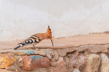 Eurasian hoopoe or Common hoopoe (Upupa epops) bird close-up on the ground