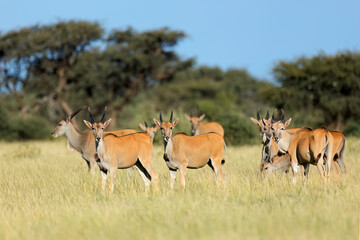 Eland antelopes (Tragelaphus oryx) in natural habitat, Mokala National Park, South Africa.
