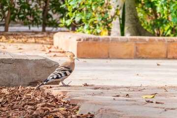 Eurasian hoopoe or Common hoopoe (Upupa epops) bird close-up on the ground © Dmitrii Potashkin