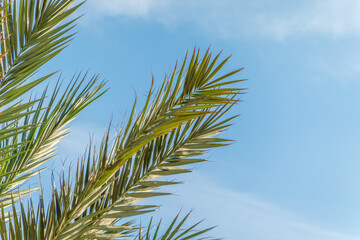 Palm tree with green leaves on blue background