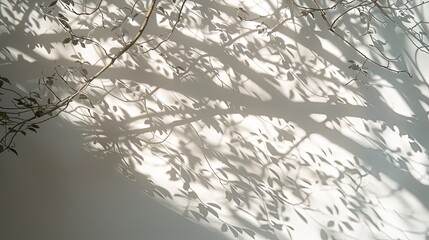 Abstract composition of shadows cast by tree branches against a white wall, creating intricate patterns of light and dark that playfully dance across the surface.