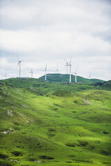 sheep in the mountains