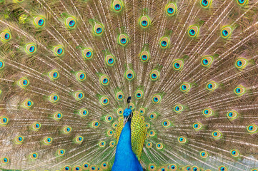 Obraz premium peacock with open tail feathers as background