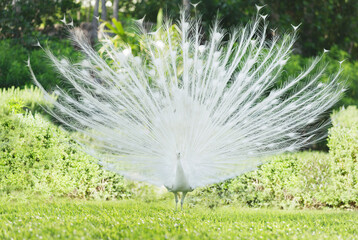white peacock with open tail feathers in a park - obrazy, fototapety, plakaty
