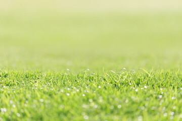 field of fresh green grass as background