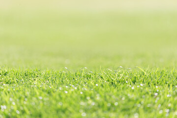Naklejka premium field of fresh green grass as background