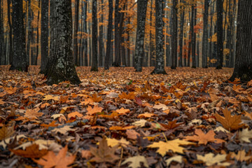 A woodland scene featuring a carpet of fallen leaves covering the forest floor, with their varied colors and textures arranged in a natural mosaic pattern .
