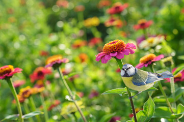 little bird perching on zinnia flower in a garden. Blue tit. Summer time