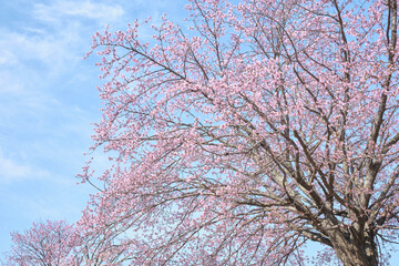 恵庭公園の満開のエゾヤマザクラ / Sargent's cherry in full bloom at Eniwa Park