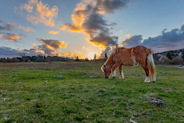 Grayson Highlands pony at sunset