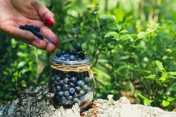 Close-up of male hands picking Blueberries in the forest with green leaves. Man Harvested berries,...