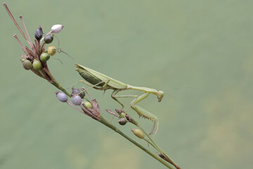 A green praying mantis is looking for prey on the fruit-filled branches of the Job's tears plant....