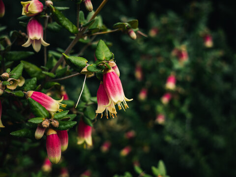 Correa flower