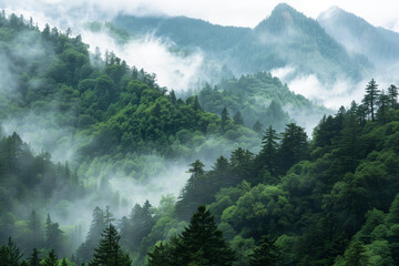 The mountains are covered in a layer of mist, which is thicker in the valleys and thinner on the peaks. The foreground consists of a dense forest of coniferous trees