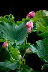 pink lotus flower in the garden