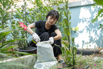 Asian punk woman with tatto tilling the soil and adding fertilizer in the garden. Adenium or desert rose flower is medicinal herbs. (Impala Lily, Mock Azalea, Pink adenium).