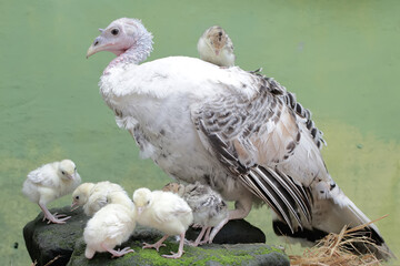 A female turkey is looking after her newly hatched chicks with great affection. This animal is...