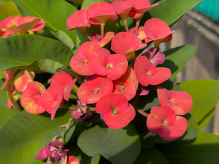 Christ thorn flower in red color. Blooming crown of thorns (Euphorbia milii) in the pot.