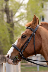Close-up of Dressage Horse in Bridle